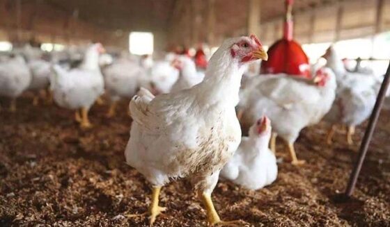 پاکستانی سائنسدانوں نے مرغی کی نسل تیار کی ہے جو ایک سال میں 200 سے زیادہ انڈے رکھتی ہے