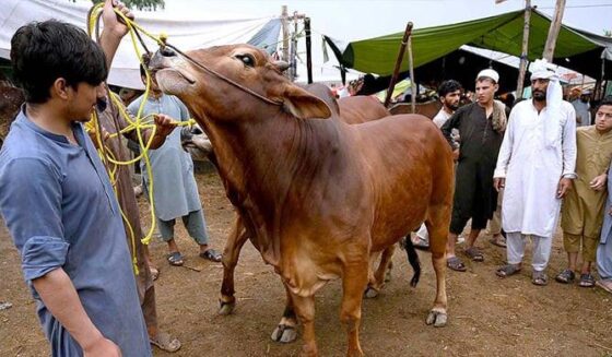 سندھ جاری کرتے ہیں عید الدھا کے لئے ضابطہ اخلاق کا ضابطہ اخلاق