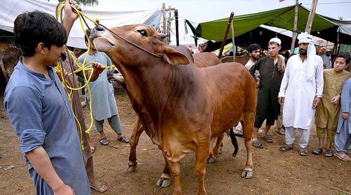 سندھ جاری کرتے ہیں عید الدھا کے لئے ضابطہ اخلاق کا ضابطہ اخلاق