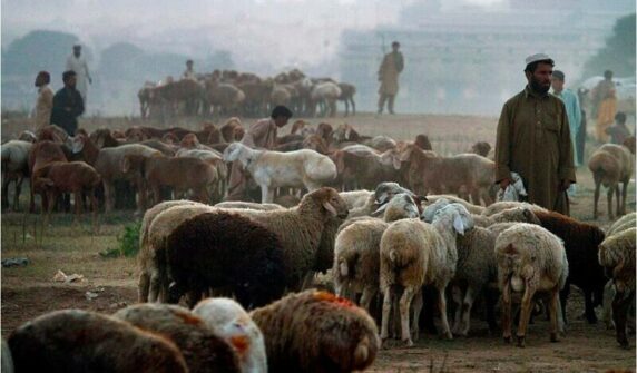 کراچی میں قربانی کے جانور لے جانے والے ڈاکوؤں کو ہائی جیک رکشہ: پولیس